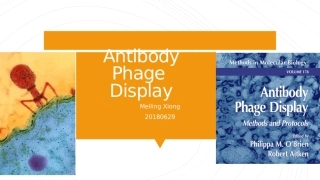 抗体噬菌体展示技术