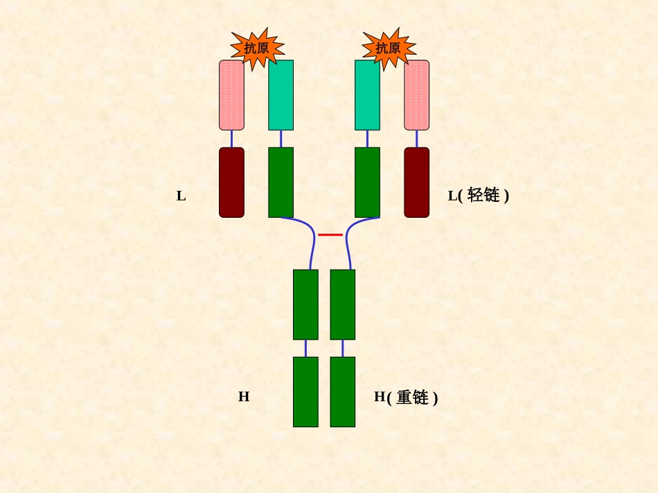 抗体药物的研究和应用_第2页