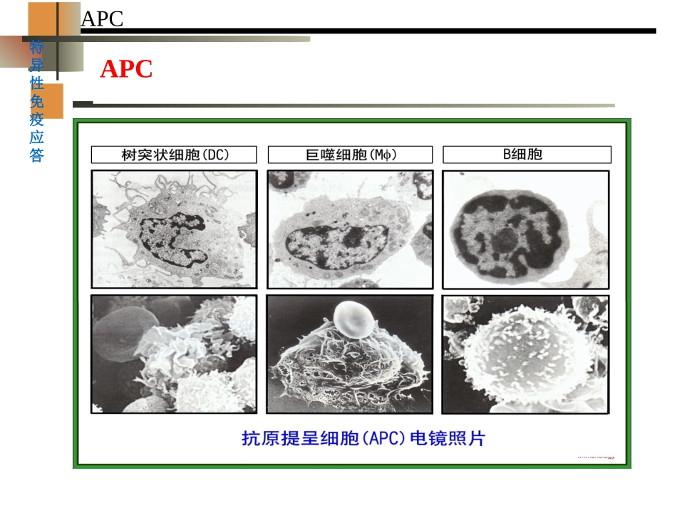 抗原递呈细胞和抗原的处置及递呈_第2页