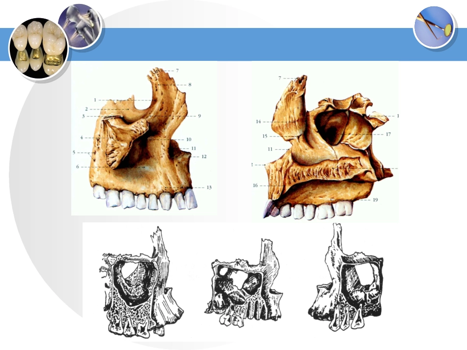 口腔颌面部肌肉课件_第1页