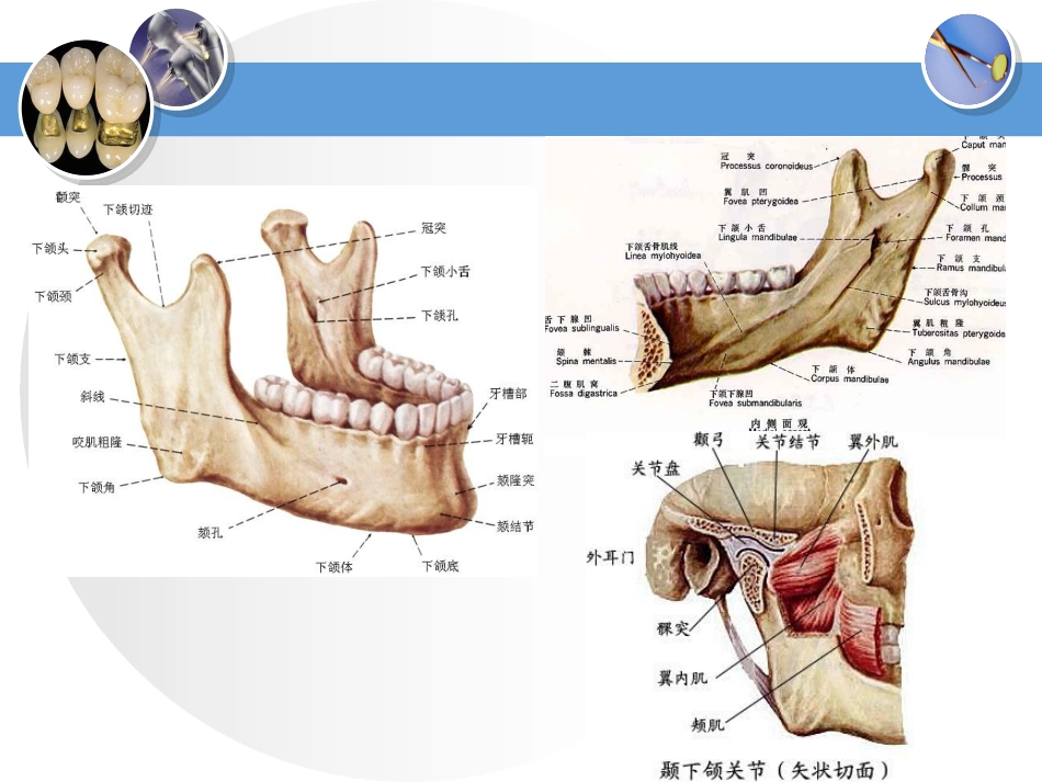口腔颌面部肌肉课件_第2页