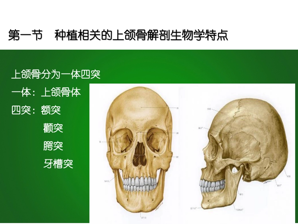 口腔颌面部解剖生理特点和口腔种植_第2页