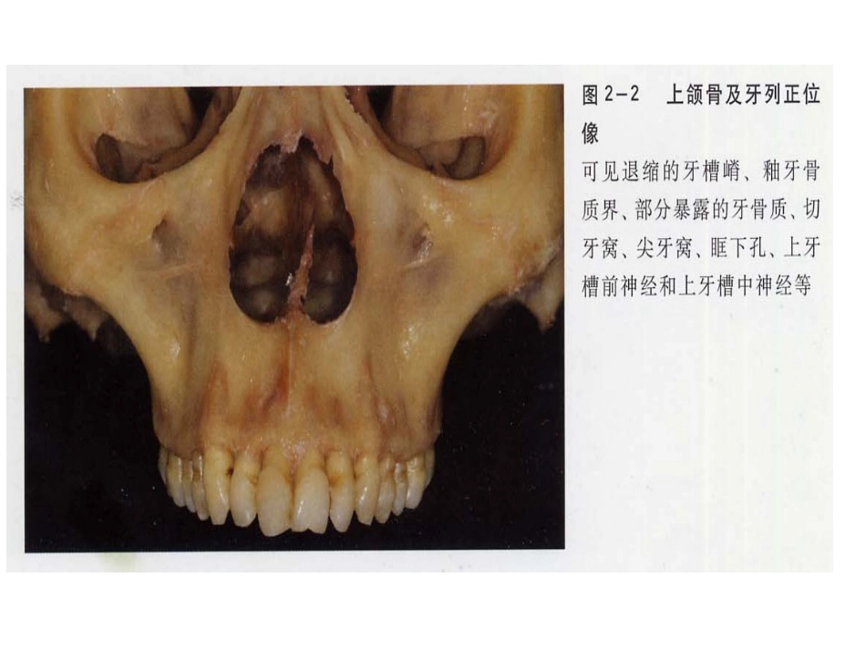 口腔颌面部解剖生理特点和口腔种植_第3页