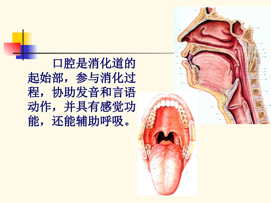 口腔局部解剖_第2页