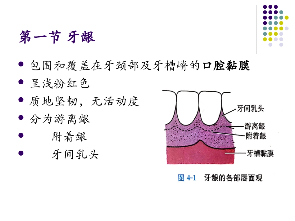 口腔组织病理学牙周组织精品课件_第3页