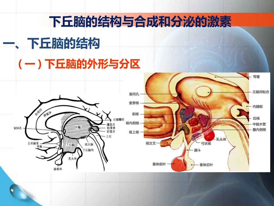 累及下丘脑和垂体腺病变的定位_第1页