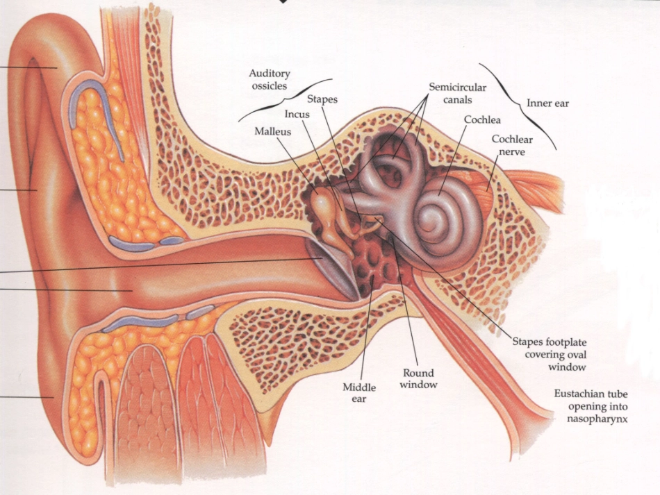 临床听力诊疗学简介_第2页