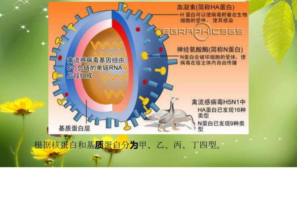 流行性感冒诊疗方案图文_第3页