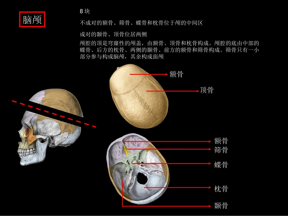 颅骨及其连结_第3页