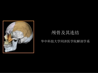 颅骨及其连结