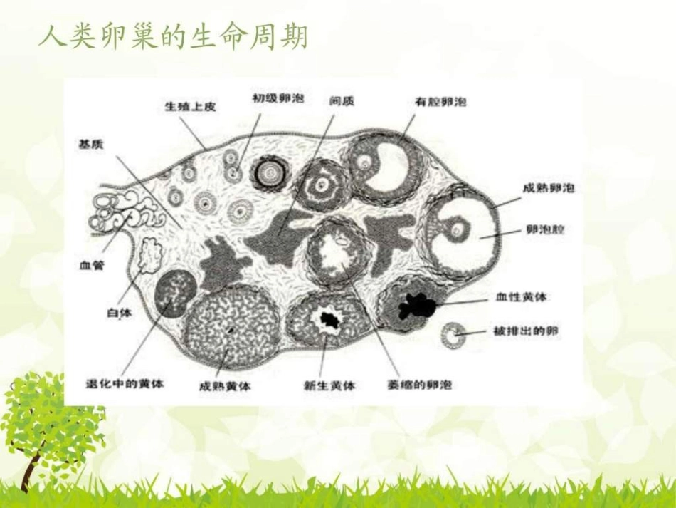 卵巢黄体破裂出血护理查房_第3页