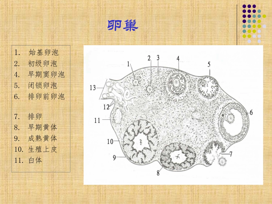 卵泡发育精编版_第3页