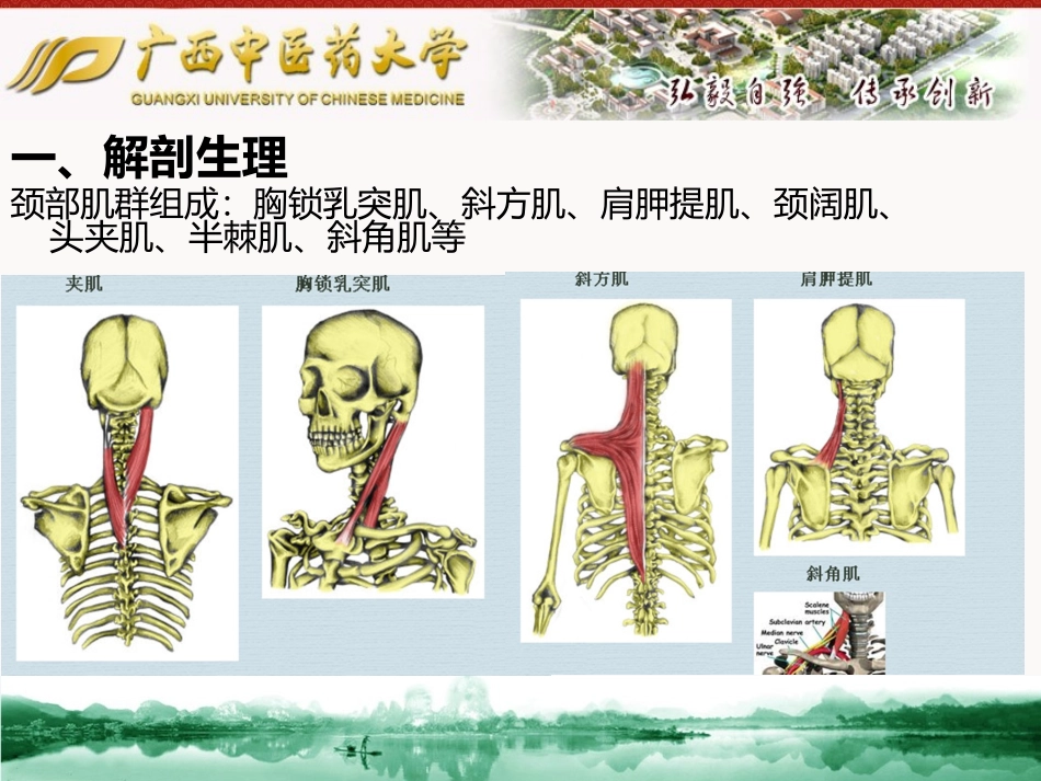 落枕背肌筋膜炎腰肌劳损_第3页