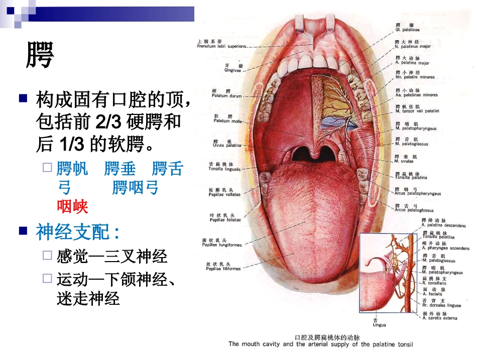 麻醉解剖学口鼻咽部解剖_第3页