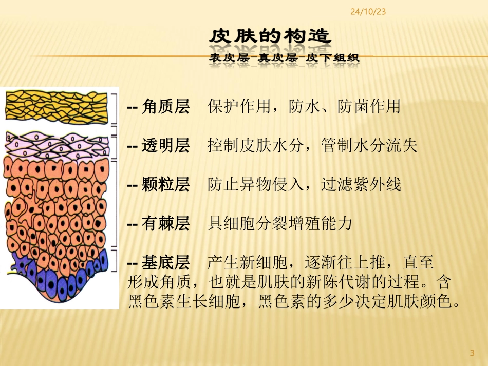 美容基础知识_第3页