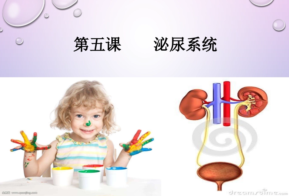 泌尿和生殖系统_第1页