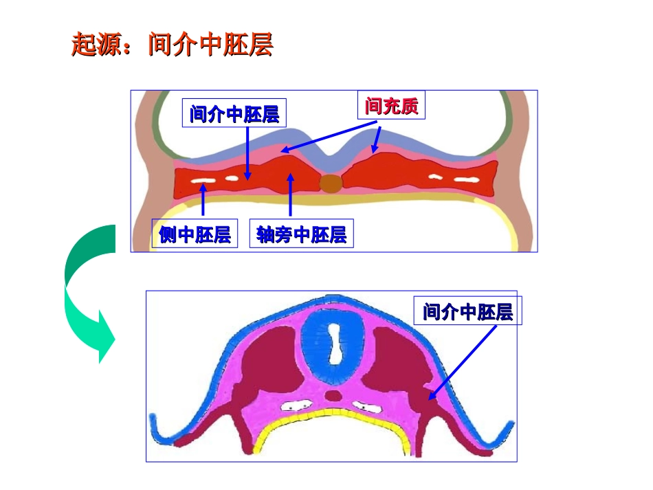 泌尿生殖系统发生_第2页