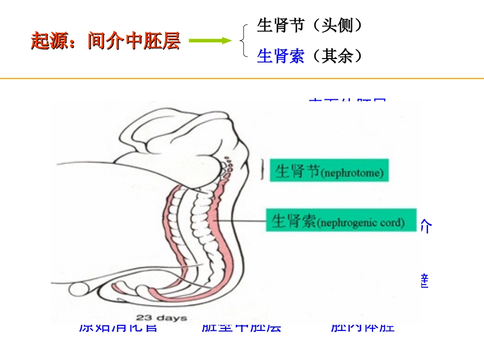 泌尿生殖系统发生_第3页