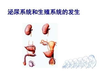 泌尿生殖系统发生