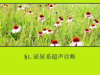 泌尿系超声诊疗汇编