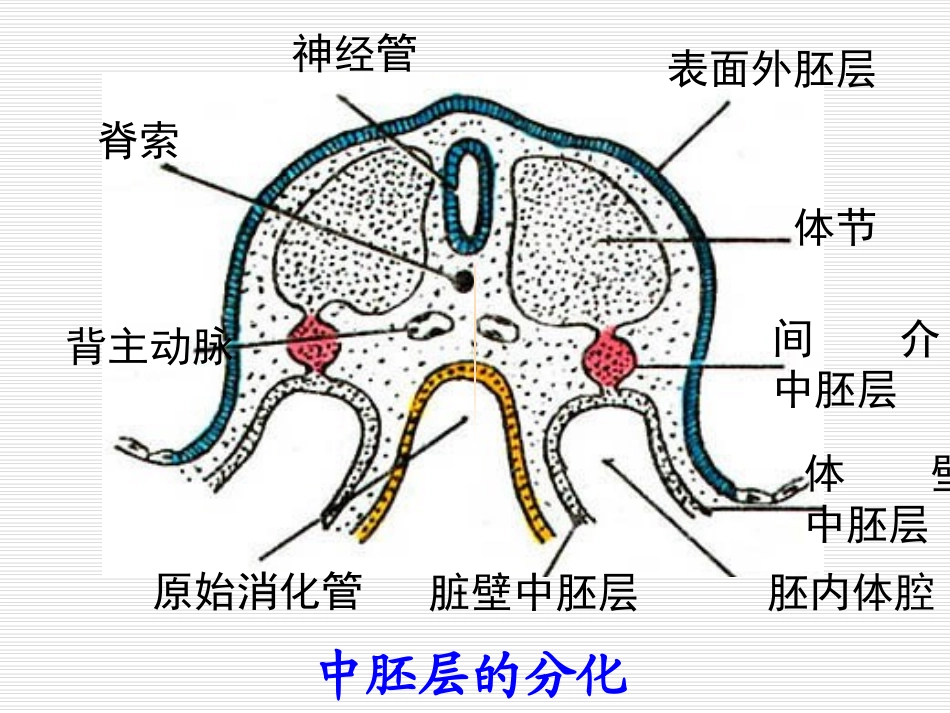 泌尿系统和生殖系统_第3页