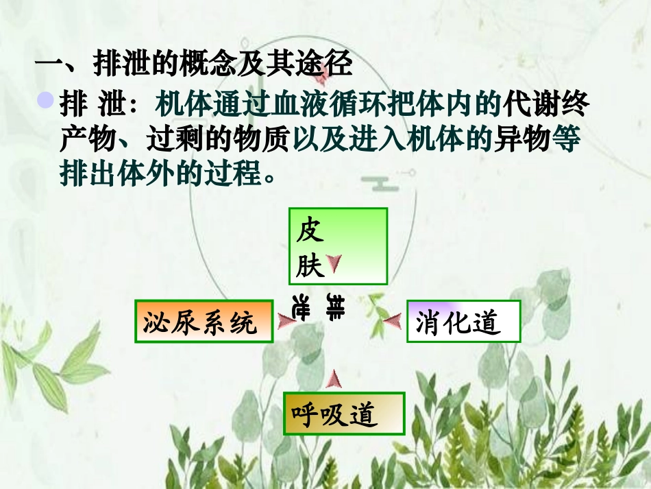 泌尿系统解剖图文_第3页