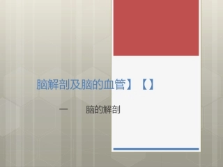 脑解剖及脑的血管