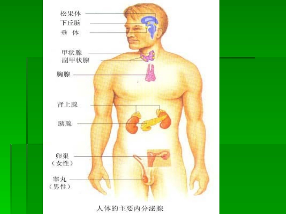 内分泌及代谢疾病常见症状和体征_第3页