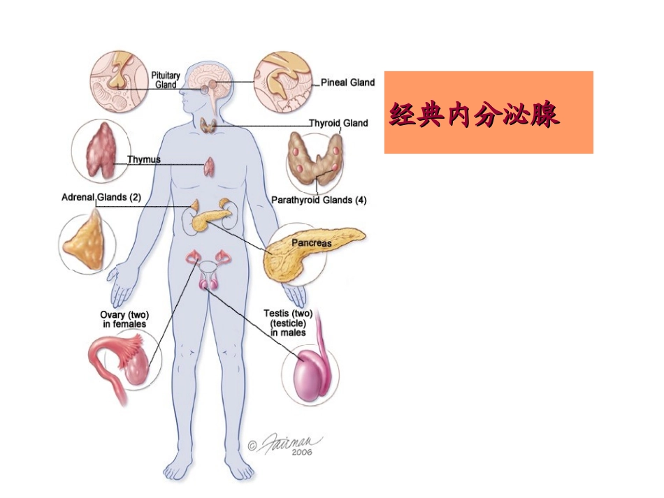 内分泌系统概述课件_第2页