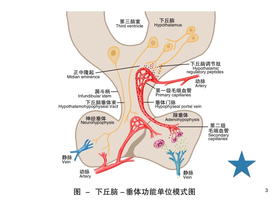 内分泌系统概述课件_第3页