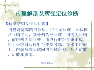 内囊基底神经节间脑的解剖