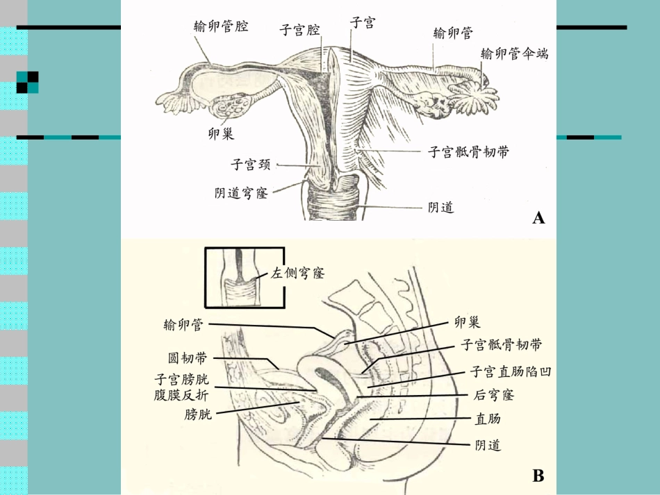 女性生殖系统影像诊疗_第2页