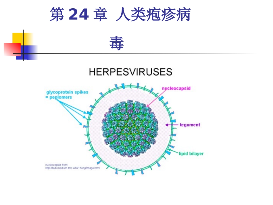 疱疹病毒课件_第2页