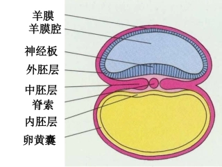 胚内中胚层的出现和形成