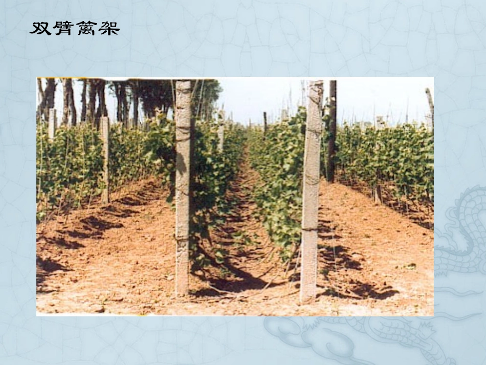 葡萄架式及整形修剪_第3页