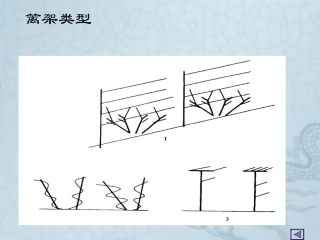 葡萄架式及整形修剪