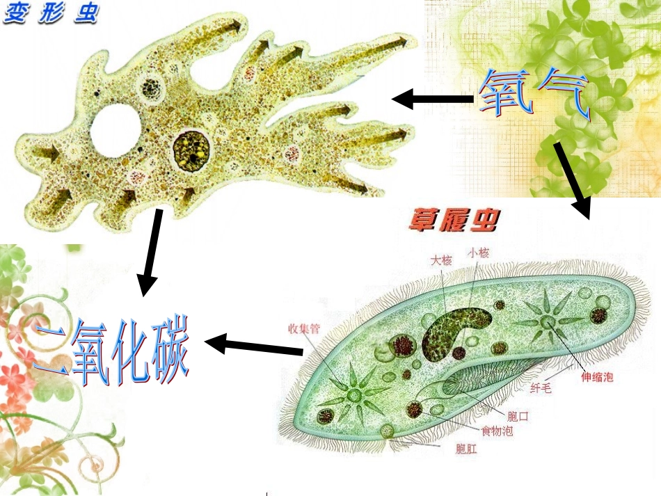 其他生物的呼吸_第2页
