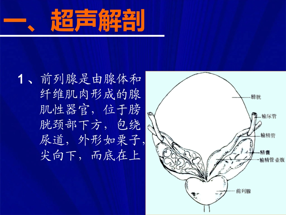 前列腺的超声探查课件_第3页