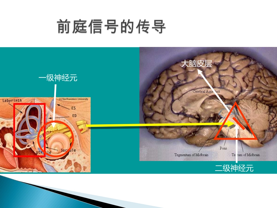 前庭代偿文档_第3页
