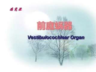 前庭蜗器课件