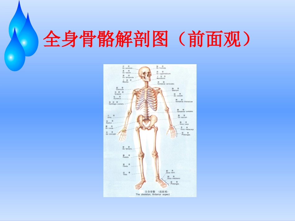 浅谈股骨头缺血性坏死护理查房_第2页