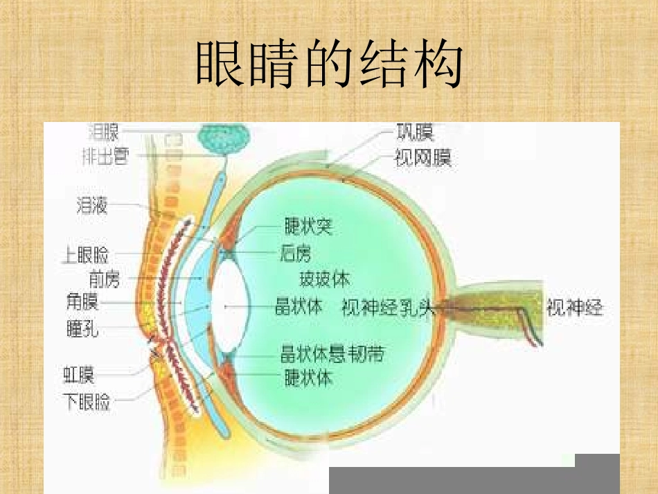 青少年用眼健康知识讲座课件_第3页