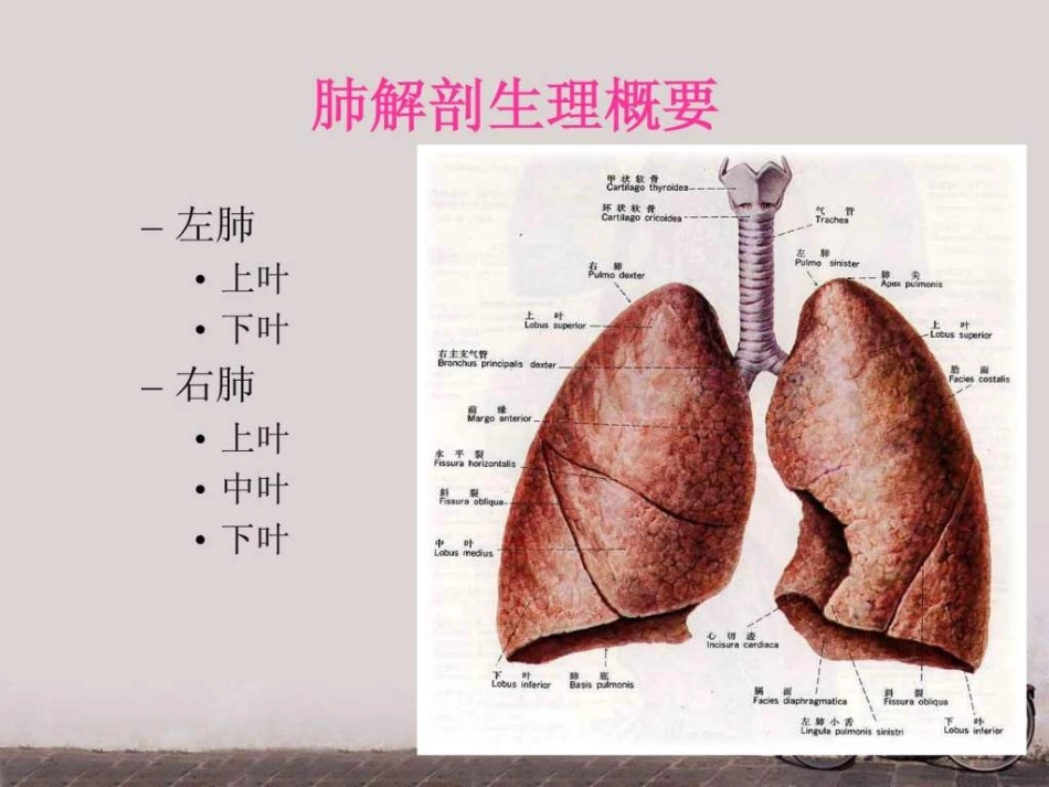 全肺切除术护理查房图文_第3页