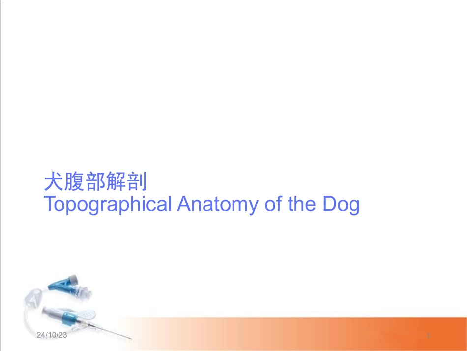 犬腹部解剖课堂_第1页