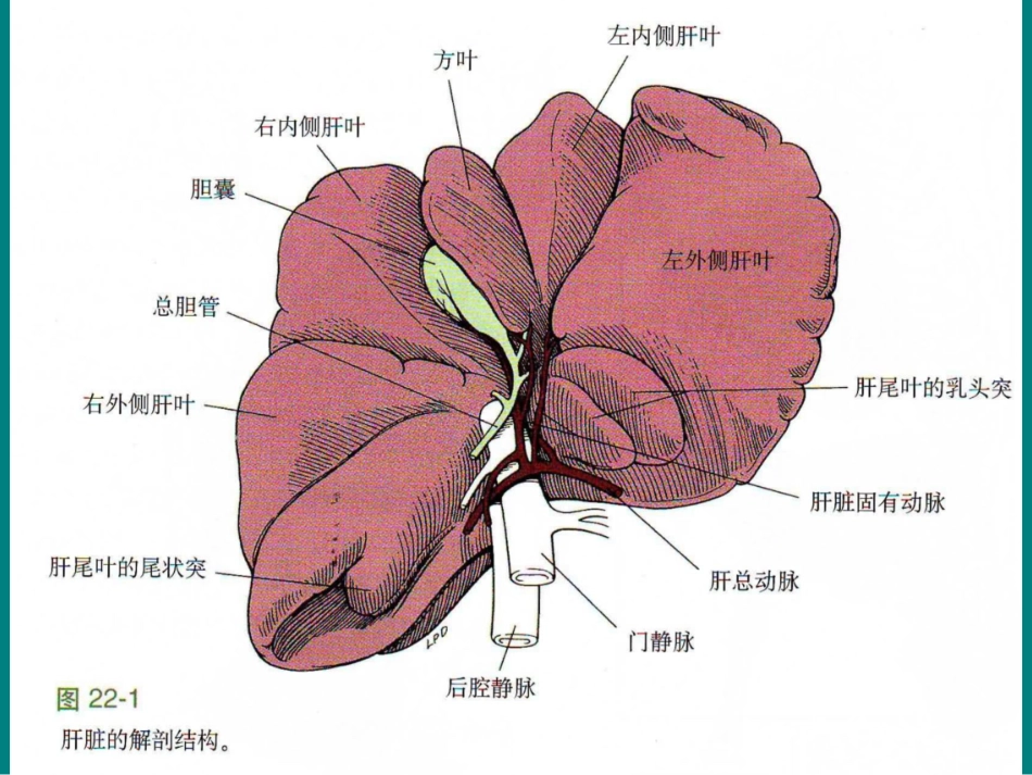 犬肝脏切除术教程_第3页