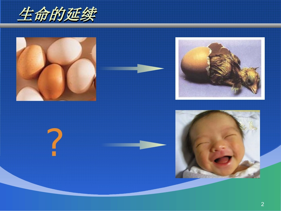 人的生殖和发育课件_第2页