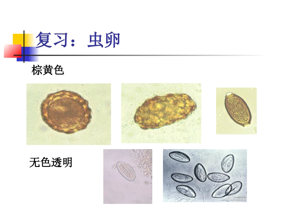 人体寄生虫钩虫丝虫_第2页
