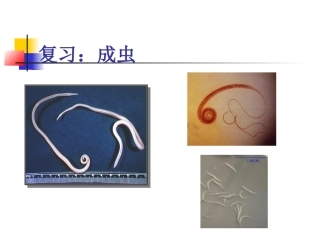 人体寄生虫钩虫丝虫