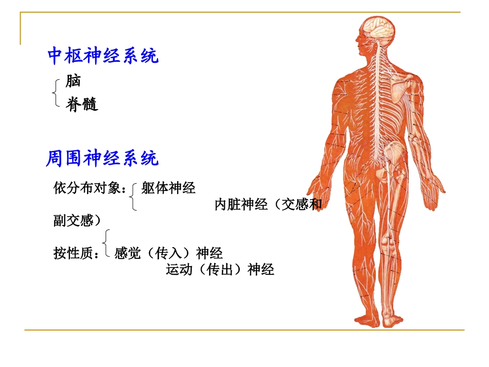 人体健康和疾病神经系统_第2页