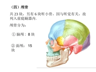 人体解剖颅骨